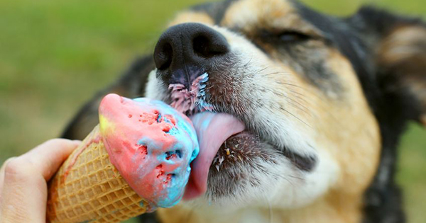 dog licking ice cream