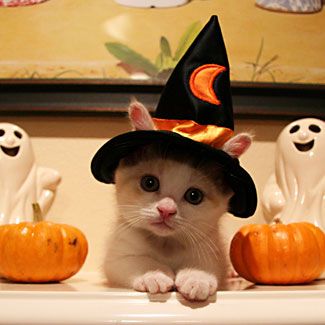 Halloween cat