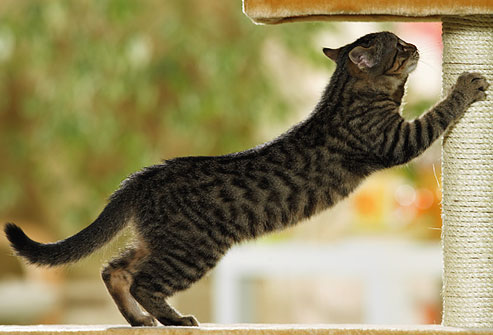 kitten scratching post