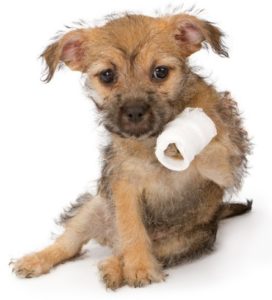 puppy with gauze bandage